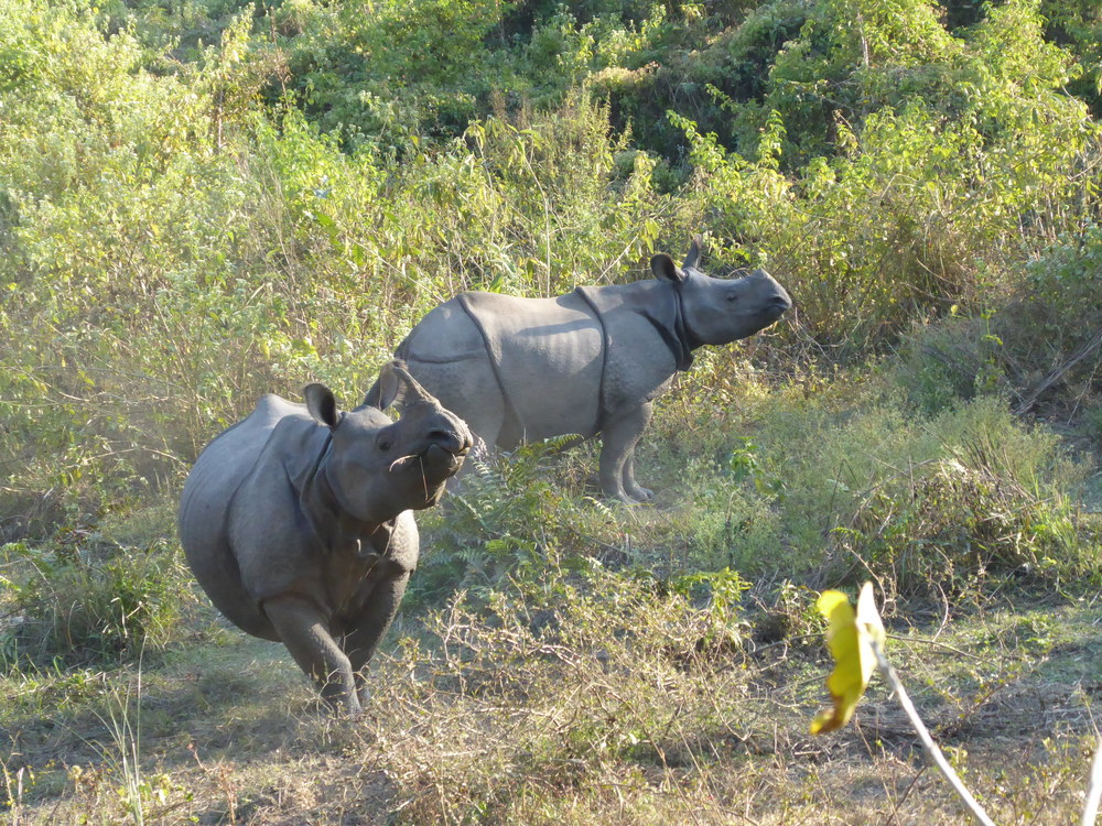 Útočiaca nosorožčica